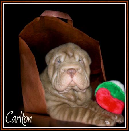 le beau Carlton