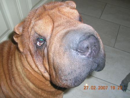 mon gros pèpère