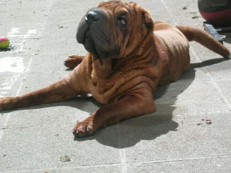 mon gros pèpère