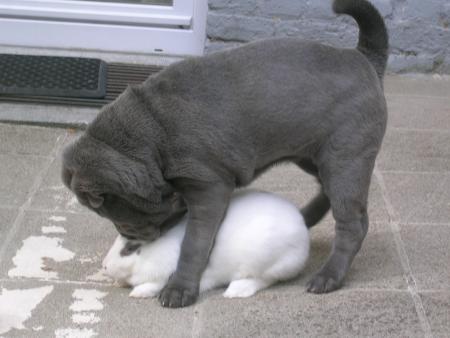 Mia joue avec panpan