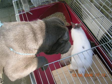 Mia joue avec panpan