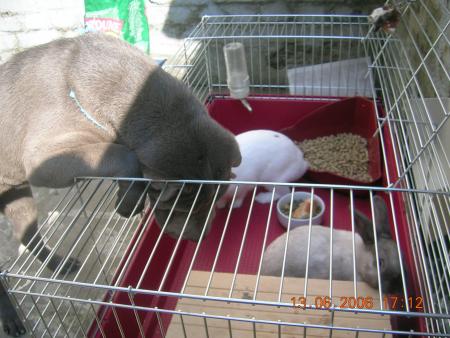 Mia joue avec panpan