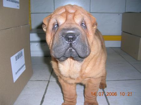 notre petit Feng
