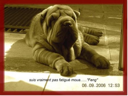 Feng