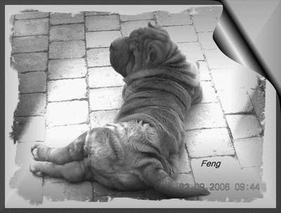 Feng