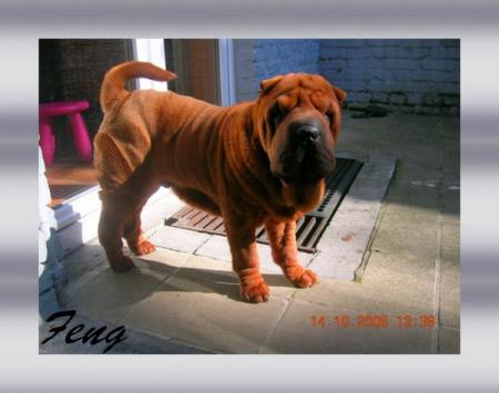 Feng